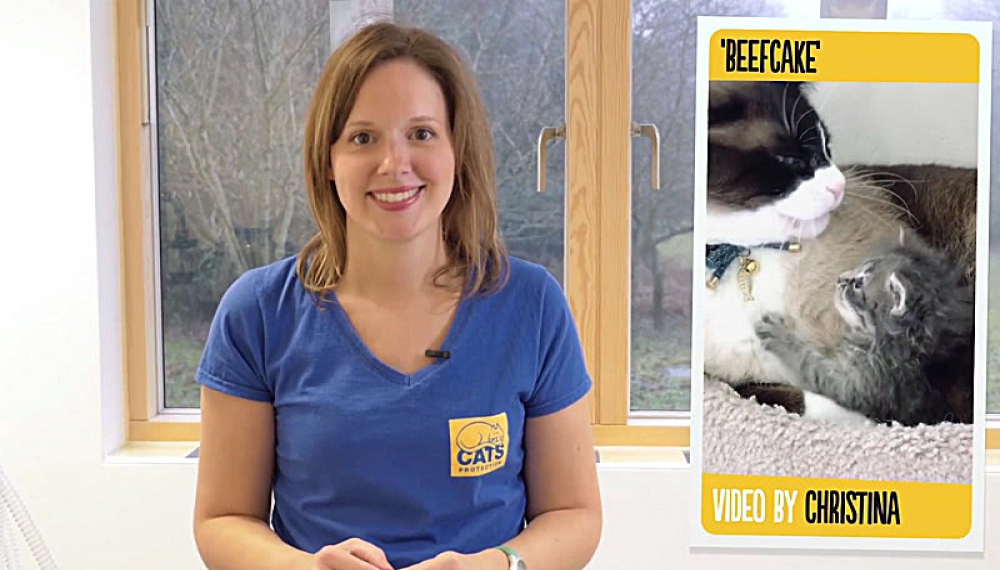 گربه سایمون - فصل 1 قسمت 46