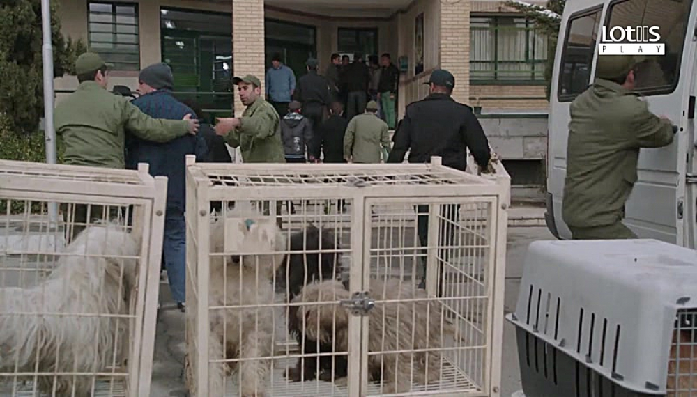 شاهگوش - قسمت 20