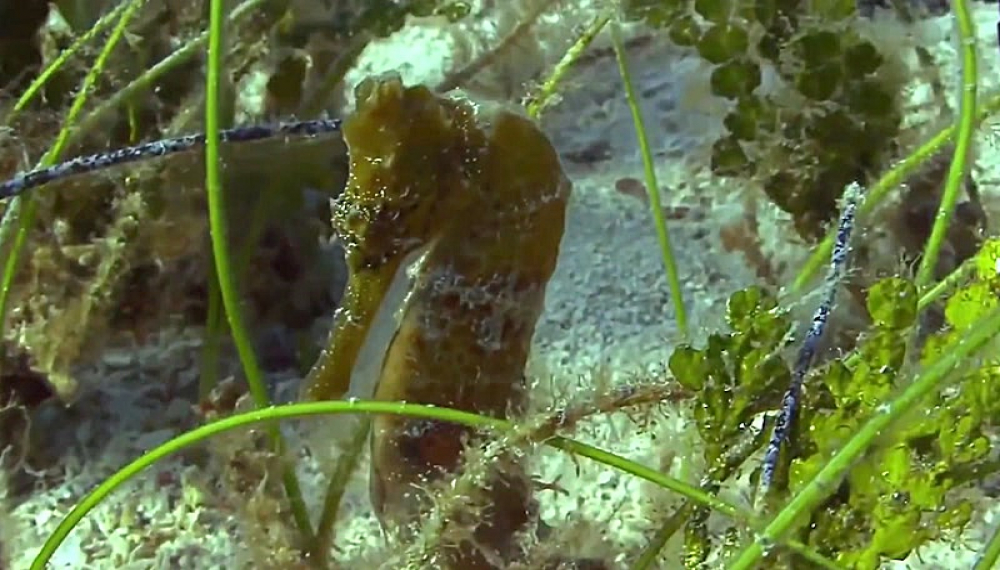 رسانه آموزشی کودکان - فصل 1 قسمت 16