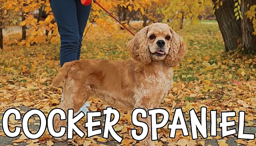 رسانه آموزشی کودکان - فصل 1 قسمت 19