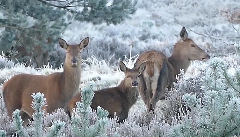 شعرهای شاد حیوانات - فصل 1 قسمت 5