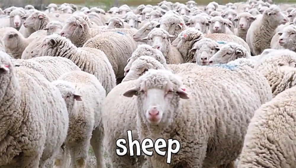 شعرهای شاد حیوانات - فصل 1 قسمت 10