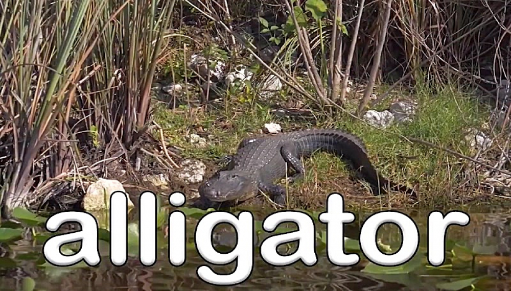 شعرهای شاد حیوانات - فصل 1 قسمت 15