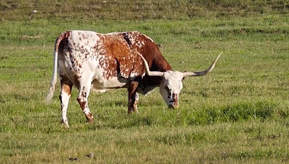 شعرهای شاد حیوانات - فصل 1 قسمت 20