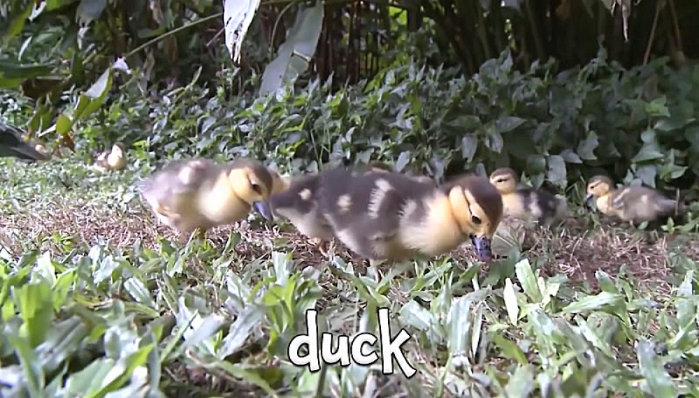 شعرهای شاد حیوانات - فصل 1 قسمت 23