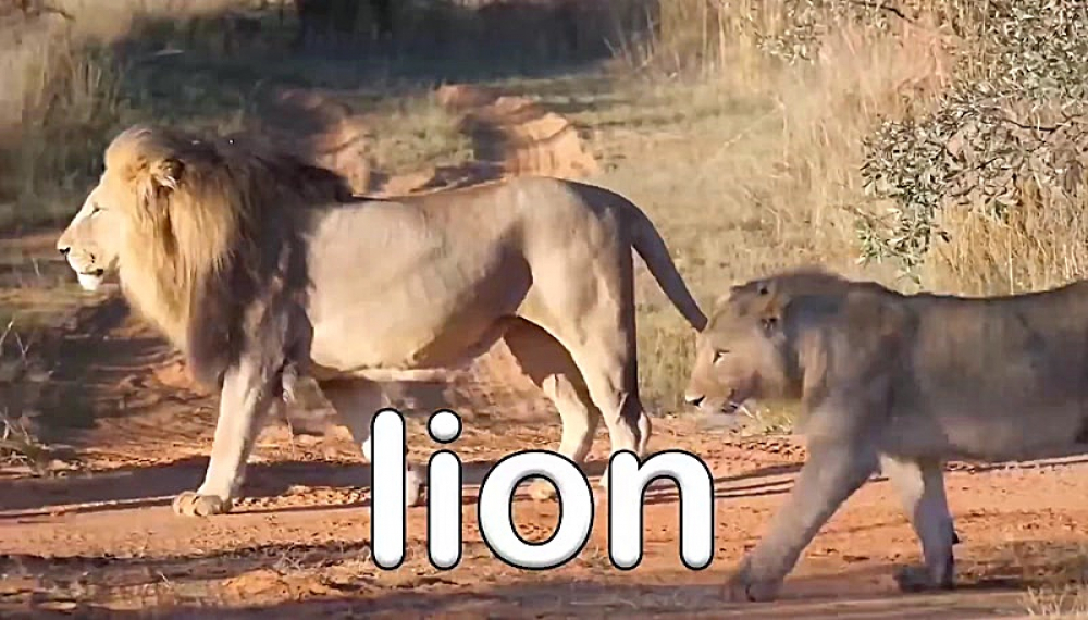 شعرهای شاد حیوانات - فصل 1 قسمت 24