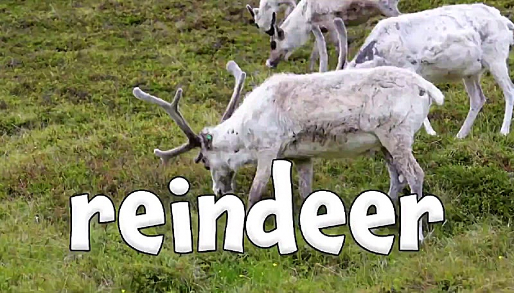 شعرهای شاد حیوانات - فصل 1 قسمت 36