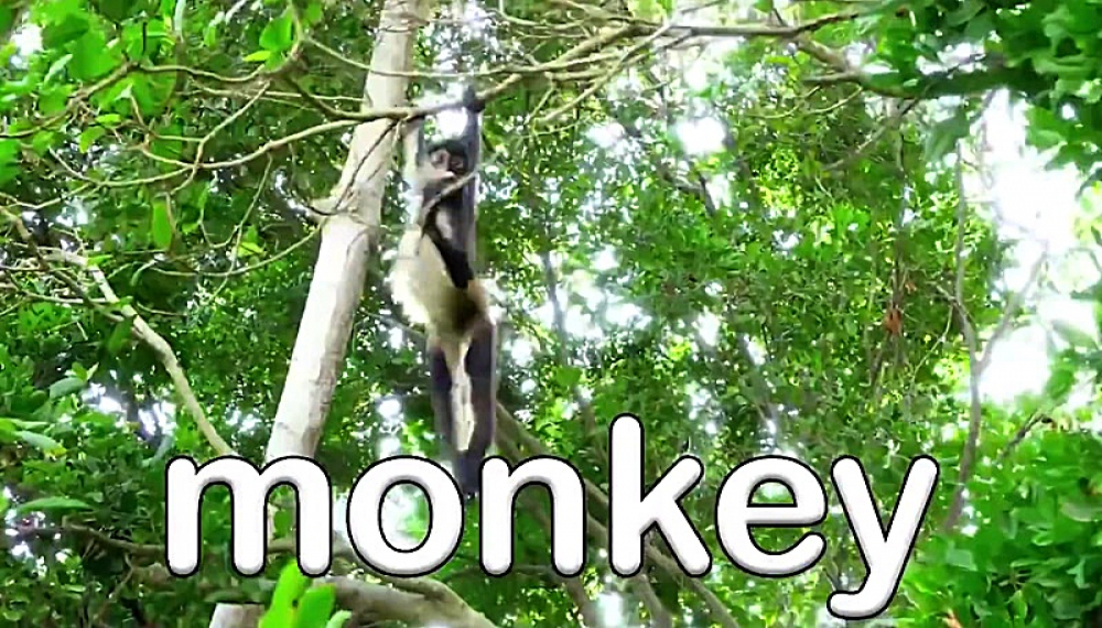 شعرهای شاد حیوانات - فصل 1 قسمت 41