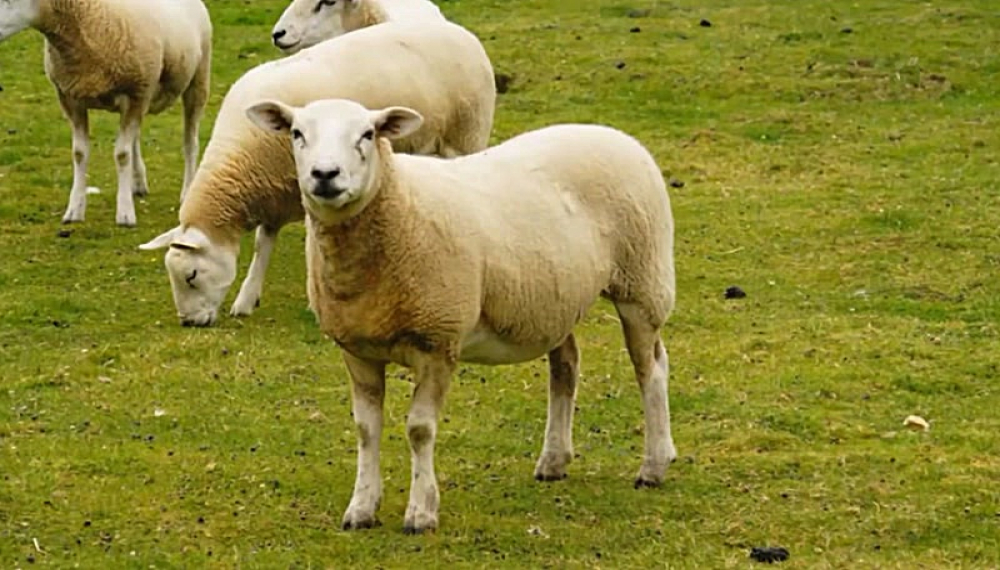 شعرهای شاد حیوانات - فصل 1 قسمت 42