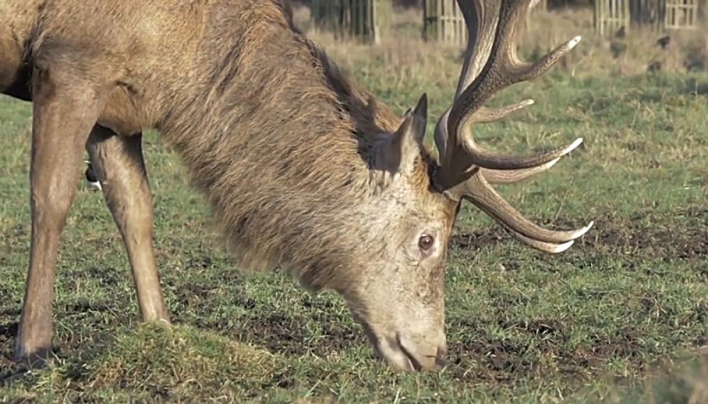 شعرهای شاد حیوانات - فصل 1 قسمت 47