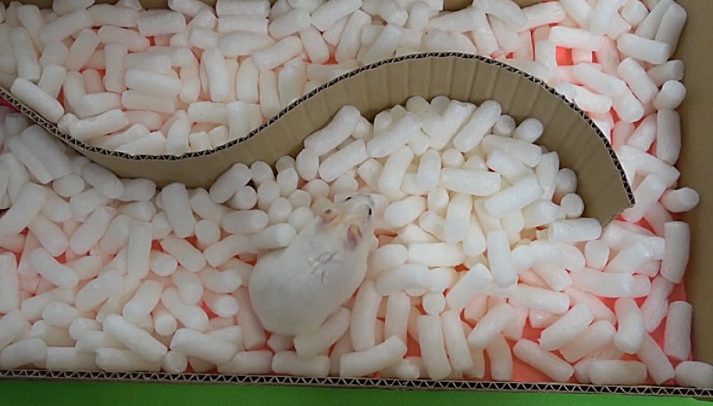 حیوانات خانگی همورا هم - فصل 1 قسمت 1