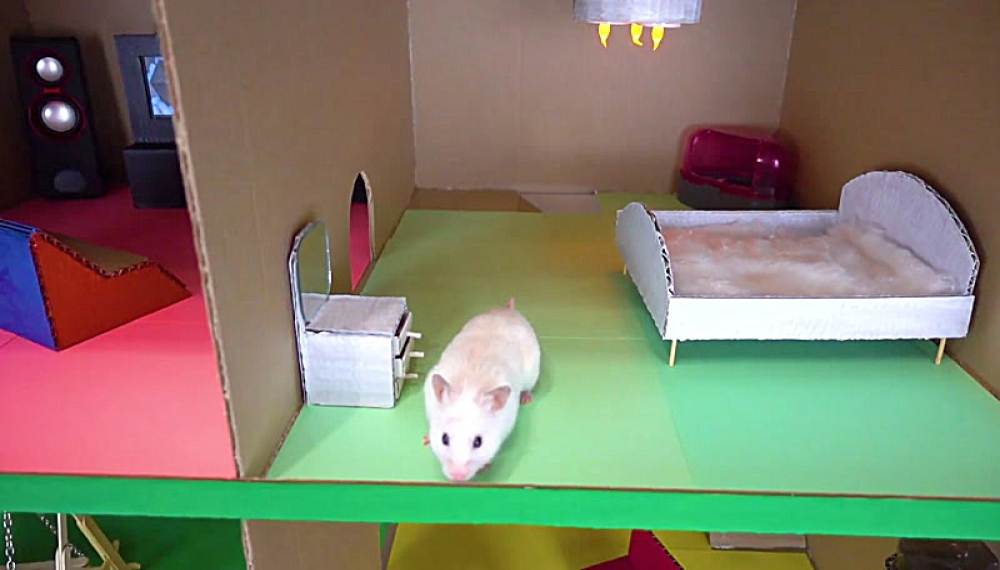 حیوانات خانگی همورا هم - فصل 1 قسمت 2