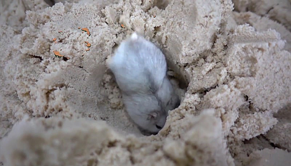 حیوانات خانگی همورا هم - فصل 1 قسمت 5