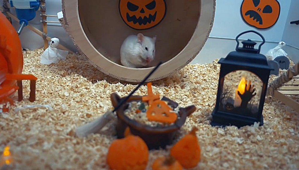 حیوانات خانگی همورا هم - فصل 1 قسمت 7