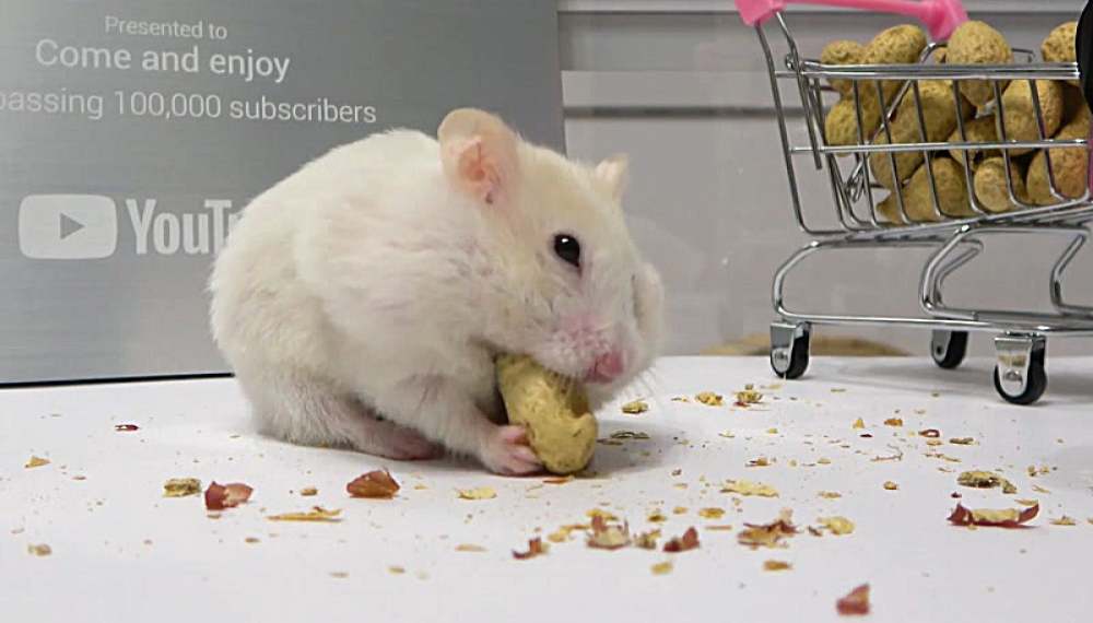 حیوانات خانگی همورا هم - فصل 1 قسمت 8