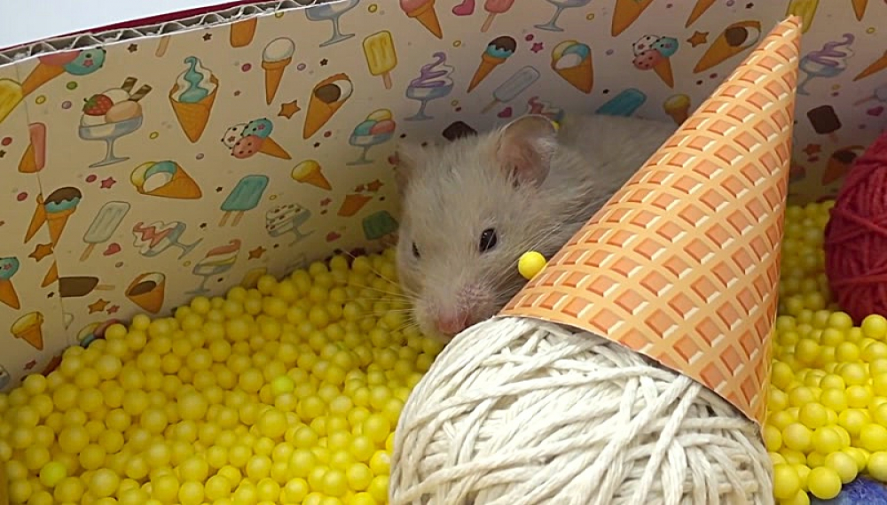 حیوانات خانگی همورا هم - فصل 1 قسمت 10