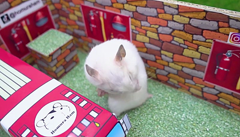 حیوانات خانگی همورا هم - فصل 1 قسمت 13