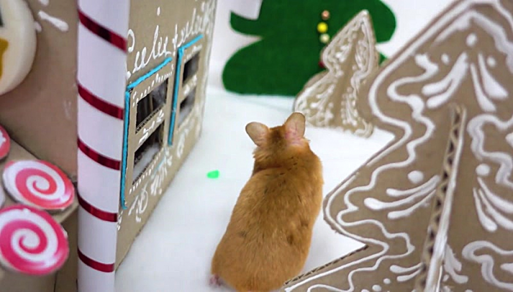 حیوانات خانگی همورا هم - فصل 1 قسمت 14