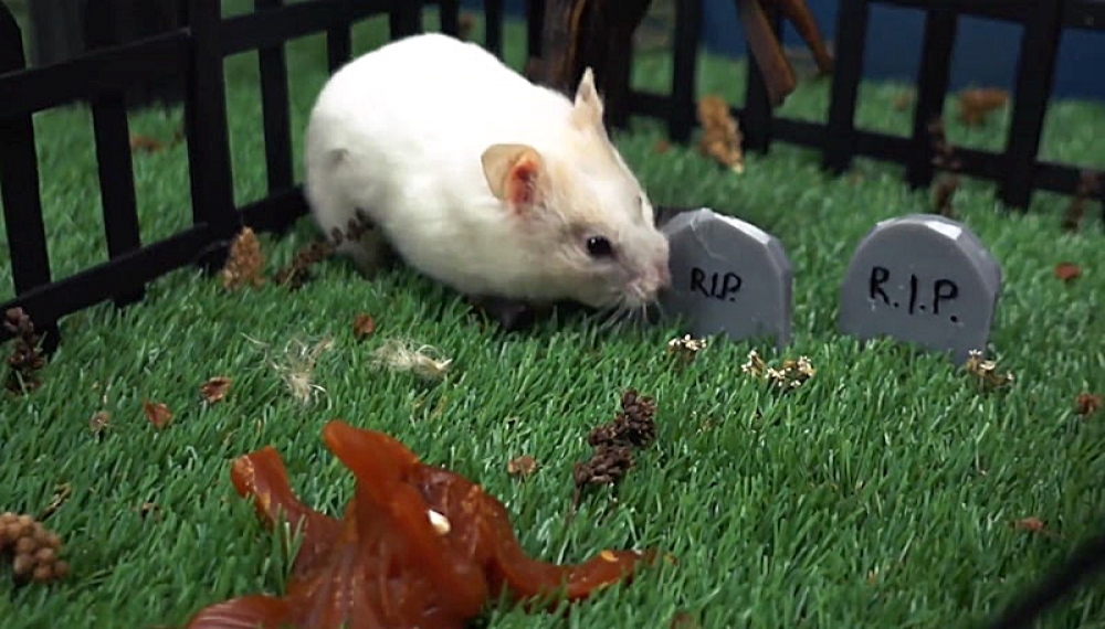 حیوانات خانگی همورا هم - فصل 1 قسمت 15