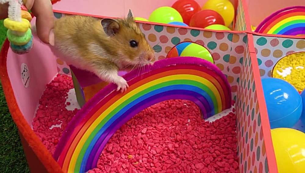 حیوانات خانگی همورا هم - فصل 1 قسمت 17