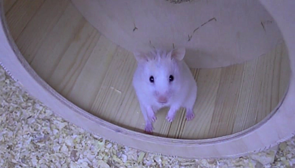 حیوانات خانگی همورا هم - فصل 1 قسمت 19