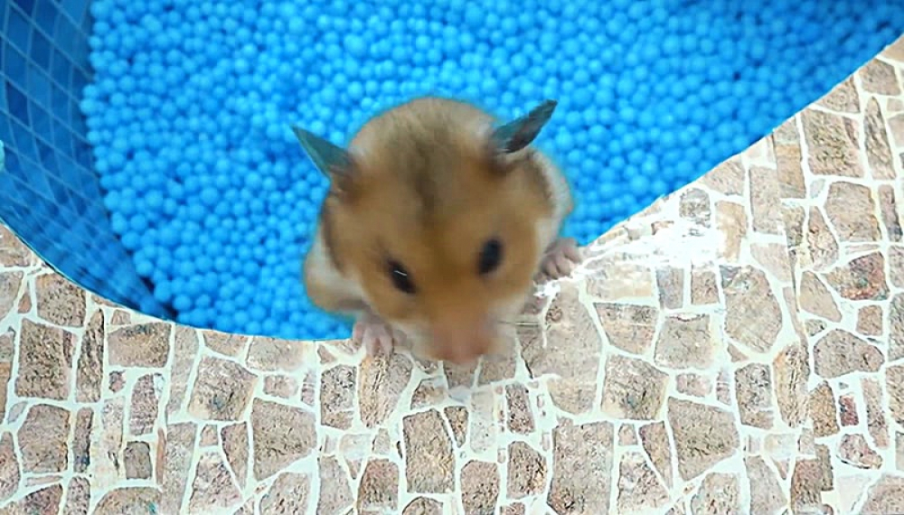 حیوانات خانگی همورا هم - فصل 1 قسمت 21