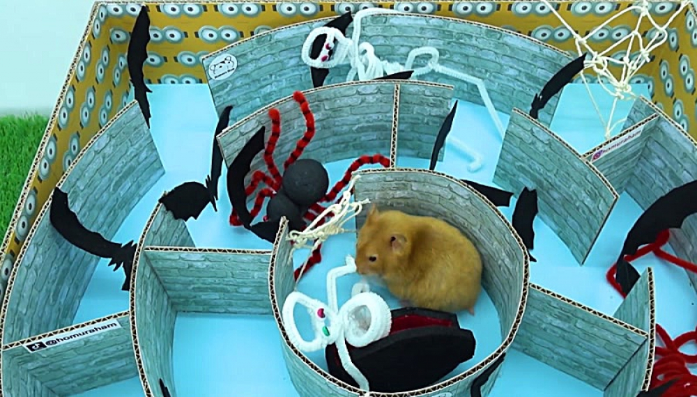 حیوانات خانگی همورا هم - فصل 1 قسمت 22