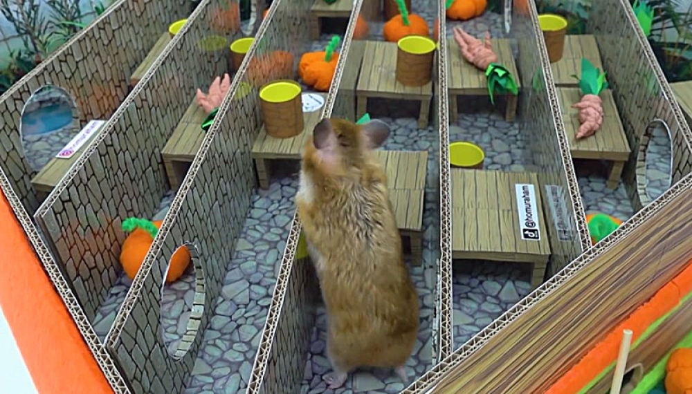 حیوانات خانگی همورا هم - فصل 1 قسمت 28