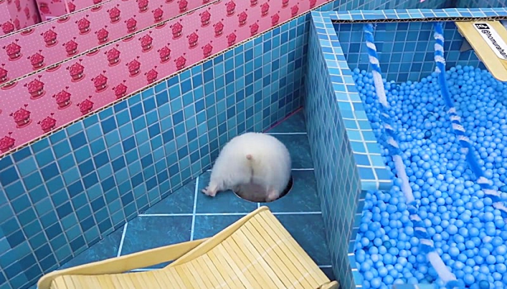 حیوانات خانگی همورا هم - فصل 1 قسمت 30