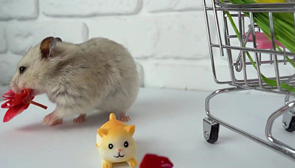 حیوانات خانگی همورا هم - فصل 1 قسمت 32