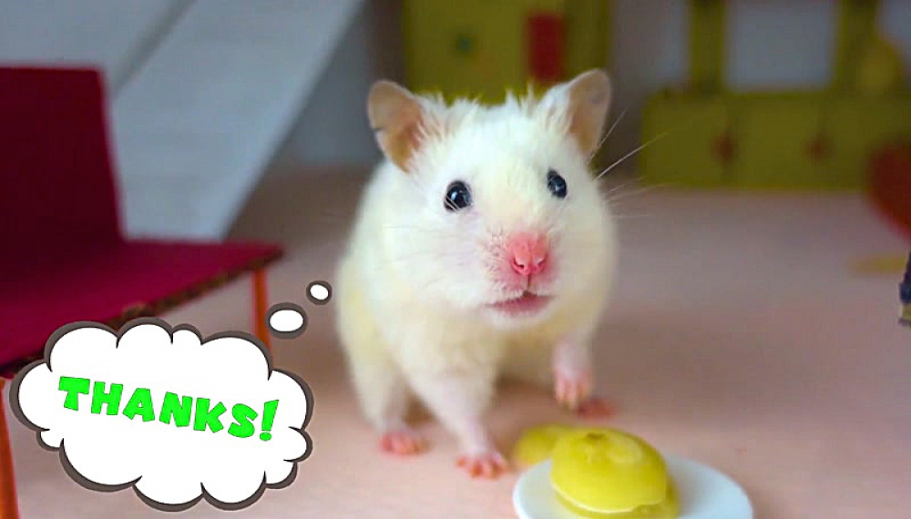 حیوانات خانگی همورا هم - فصل 1 قسمت 35