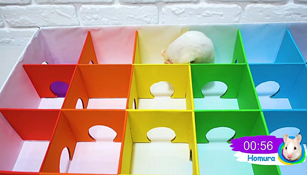 حیوانات خانگی همورا هم - فصل 1 قسمت 37