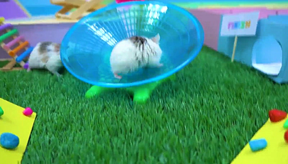 حیوانات خانگی همورا هم - فصل 1 قسمت 39