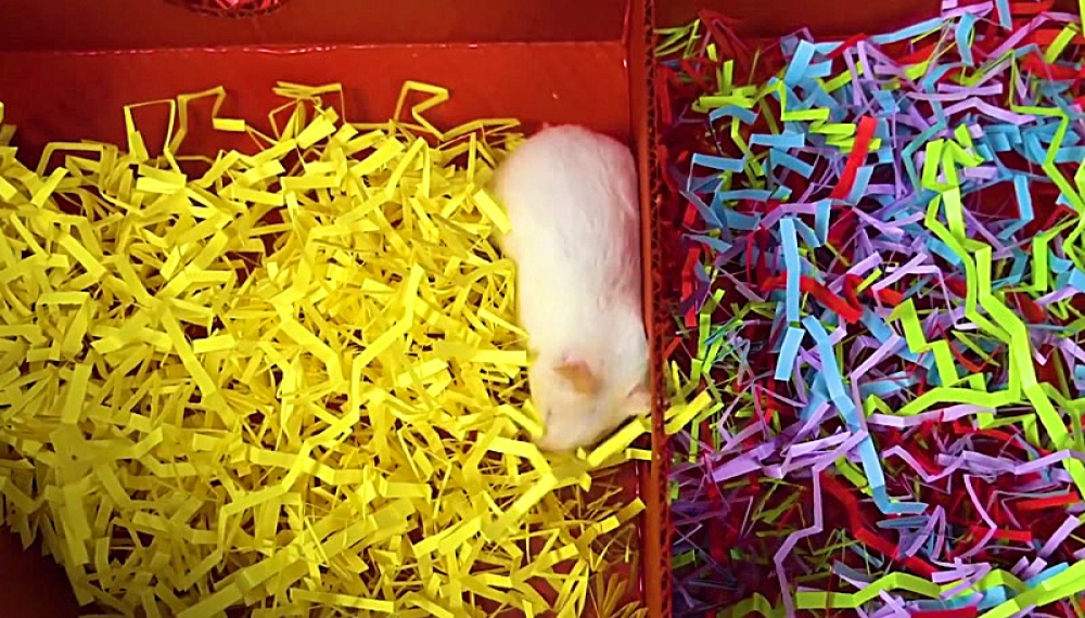 حیوانات خانگی همورا هم - فصل 1 قسمت 40