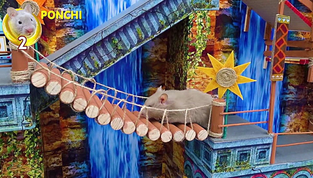 حیوانات خانگی همورا هم - فصل 1 قسمت 41