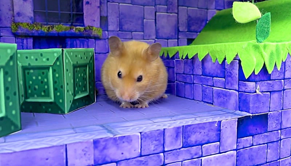 حیوانات خانگی همورا هم - فصل 1 قسمت 43