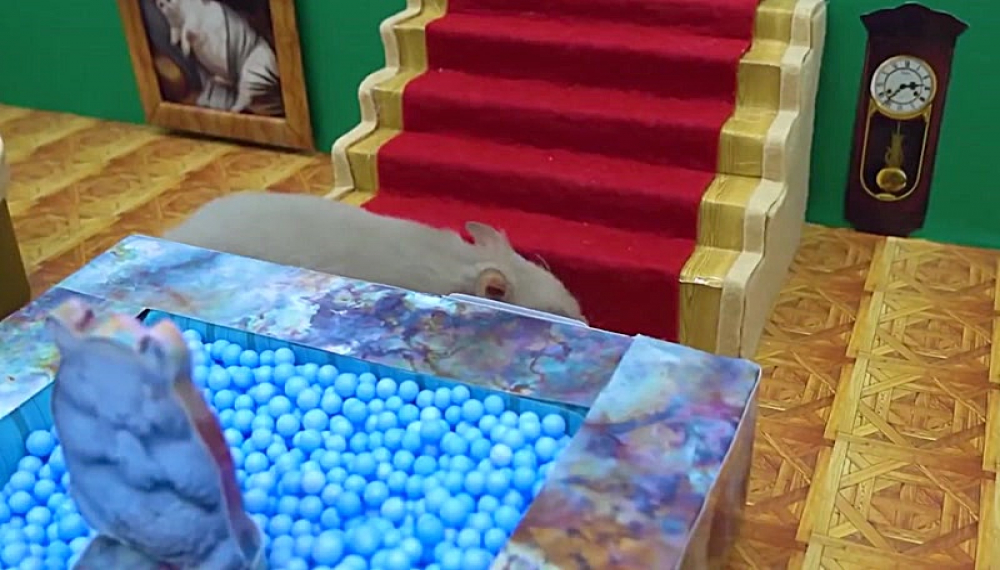 حیوانات خانگی همورا هم - فصل 1 قسمت 49