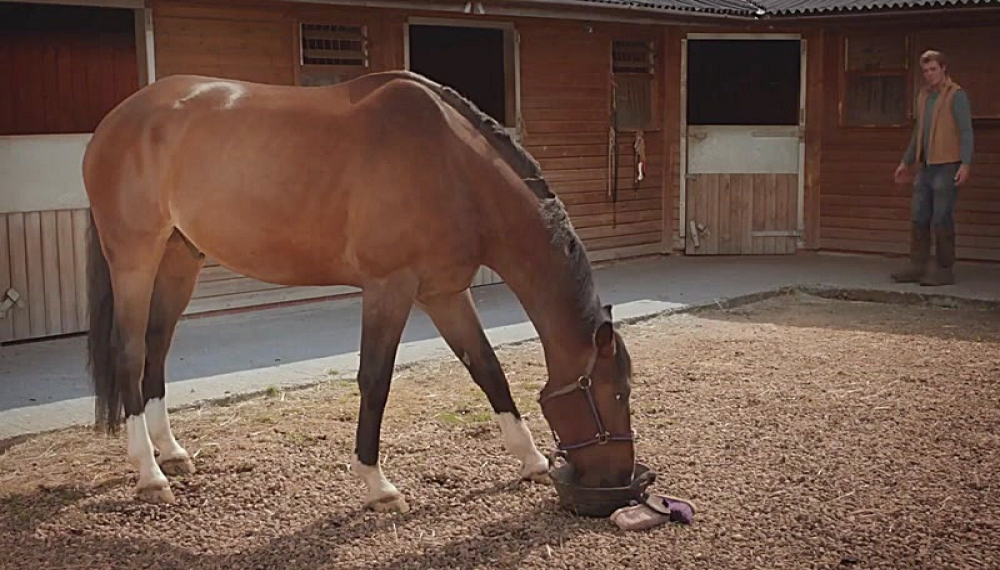 خانواده مرغک - فصل 1 قسمت 17