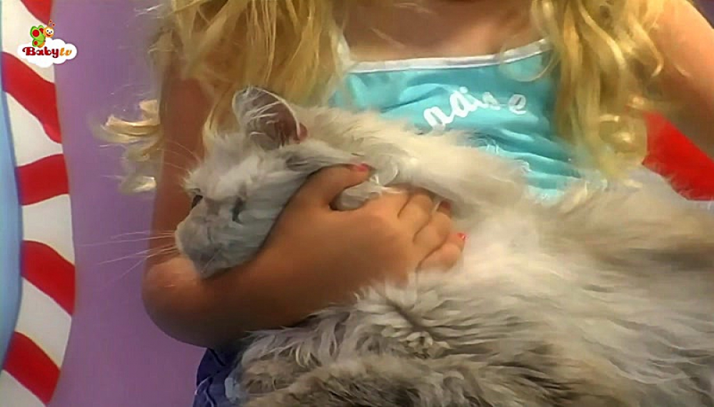 گزیده بیبی تی وی - فصل 1 قسمت 1