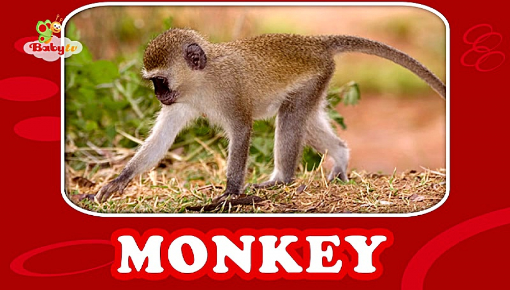 گزیده بیبی تی وی - فصل 1 قسمت 17