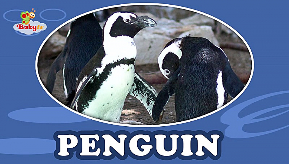 گزیده بیبی تی وی - فصل 1 قسمت 20