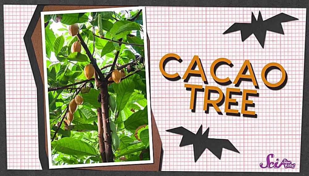 برنامه علمی کودکان - فصل 1 قسمت 15