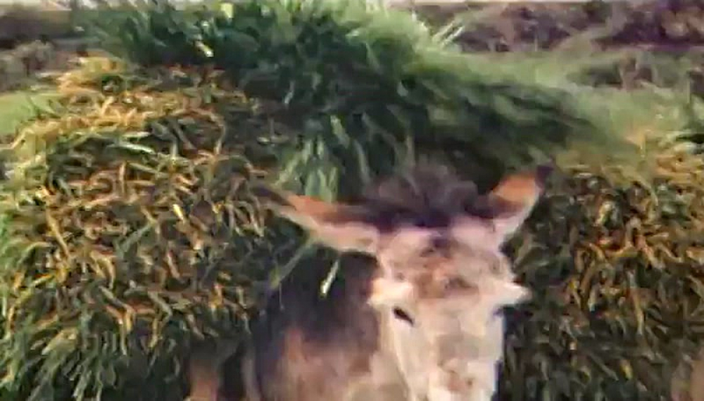 انیمیشن های کلاسیک - قسمت 3