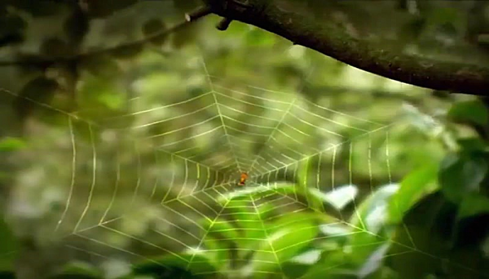 زندگی حشرات - فصل 1 قسمت 3