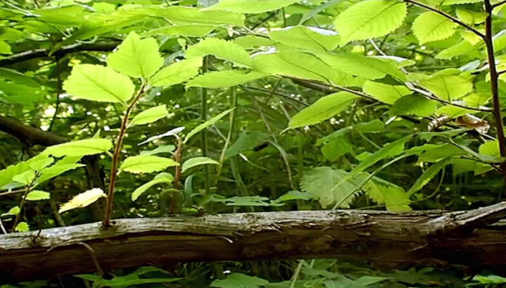 زندگی حشرات - فصل 1 قسمت 5