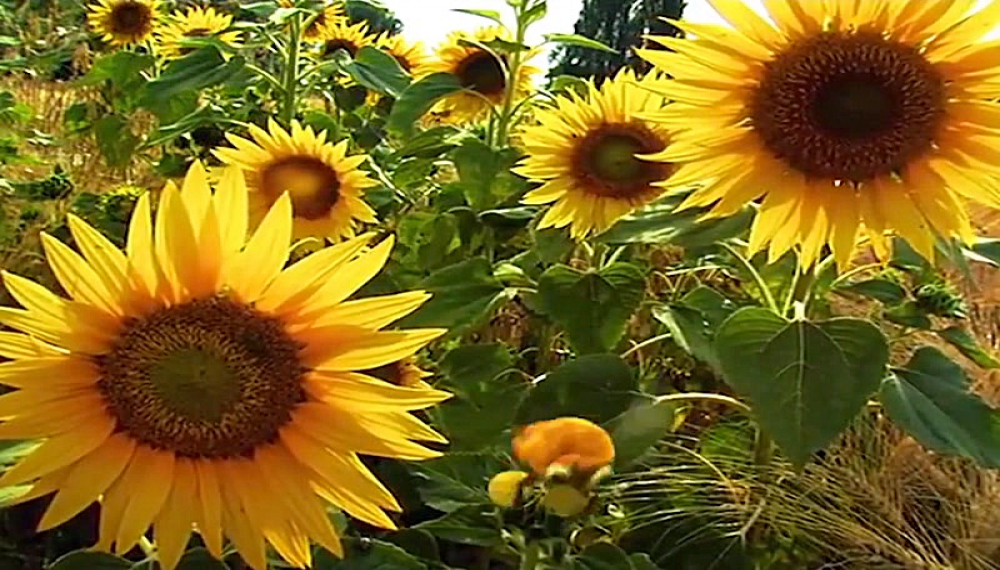 زندگی حشرات - فصل 1 قسمت 7