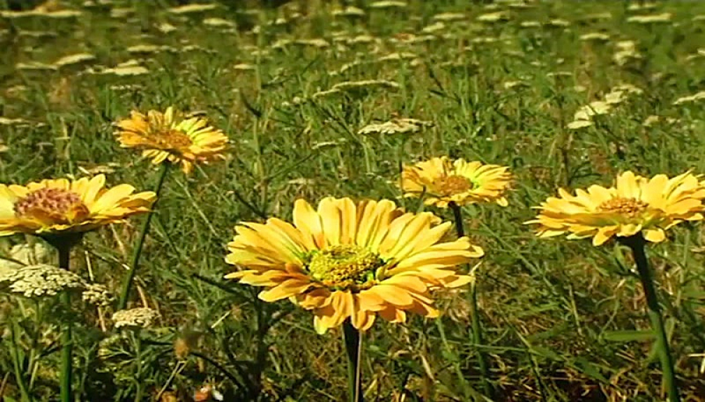 زندگی حشرات - فصل 1 قسمت 9