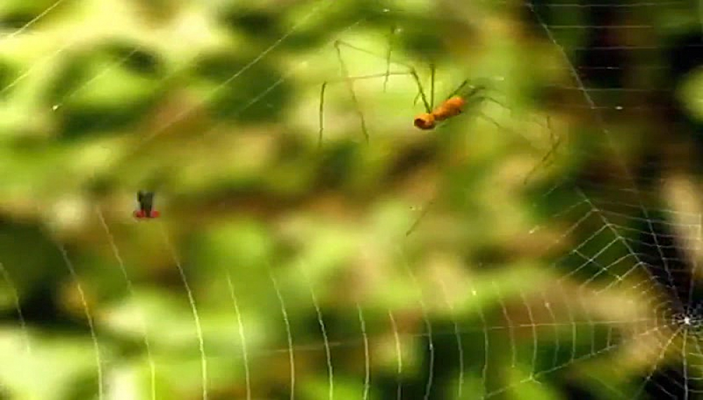 زندگی حشرات - فصل 1 قسمت 10