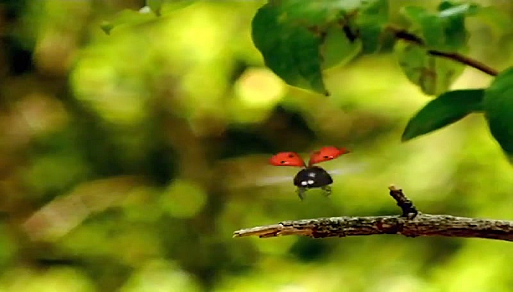 زندگی حشرات - فصل 1 قسمت 11