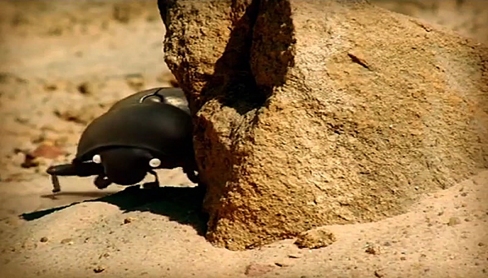 زندگی حشرات - فصل 1 قسمت 12